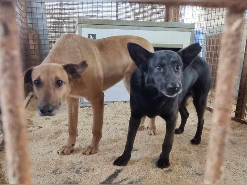 Helen, ruhiges Zuhause gesucht. Gerne als Zweithund