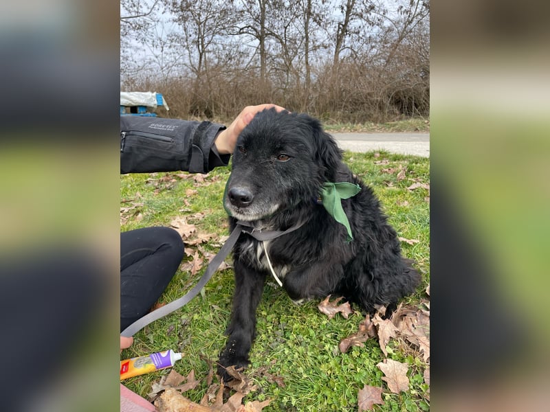 Morzsi, freundliche Seniorin sucht warmes Plätzchen