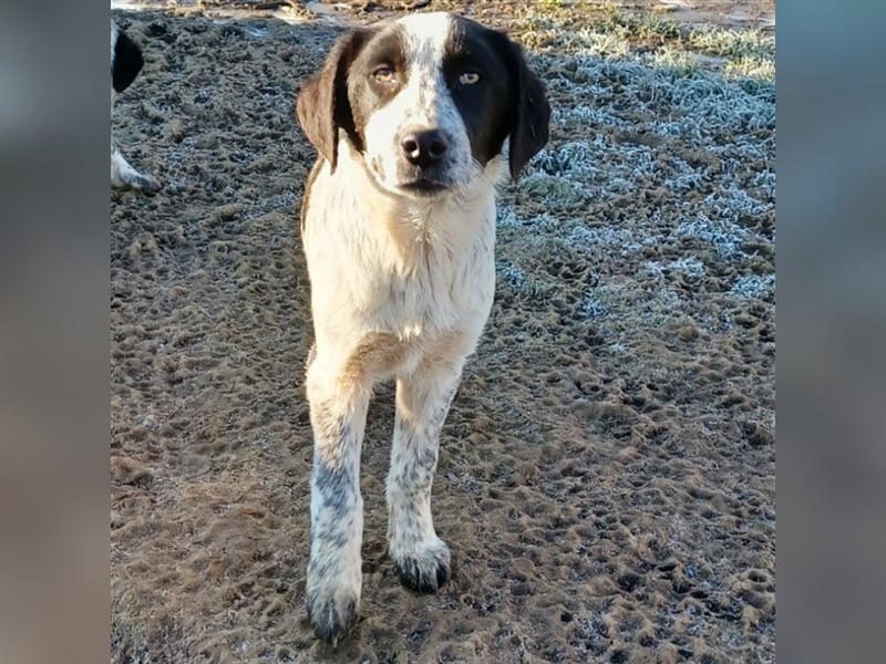 Timmy- Hirtenhund-/Jagdhund-Mischling