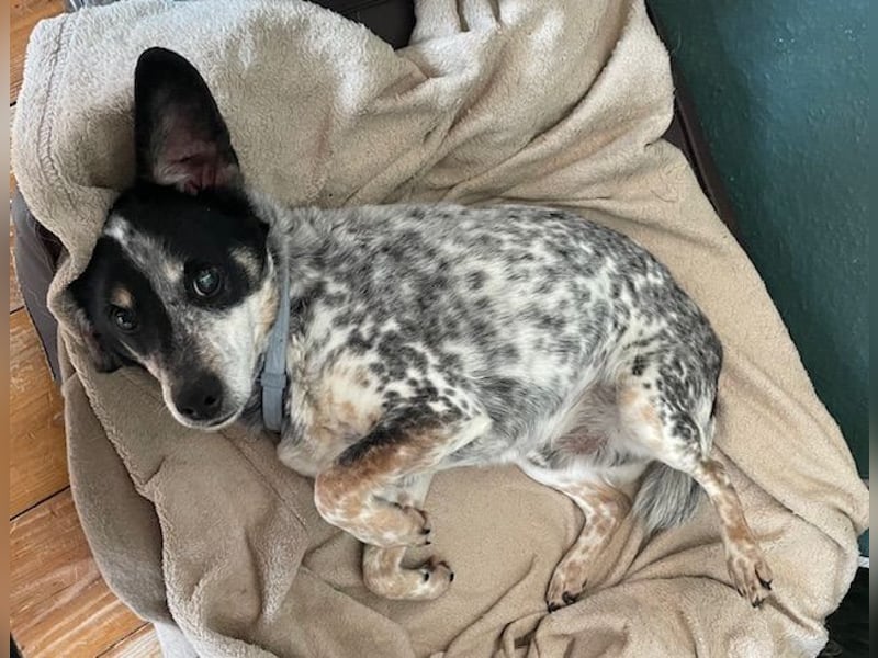 Pepsi, süßer Senior spielt noch gerne Ball