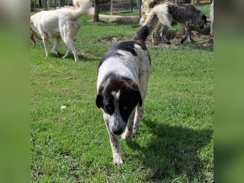 Timmy- Hirtenhund-/Jagdhund-Mischling