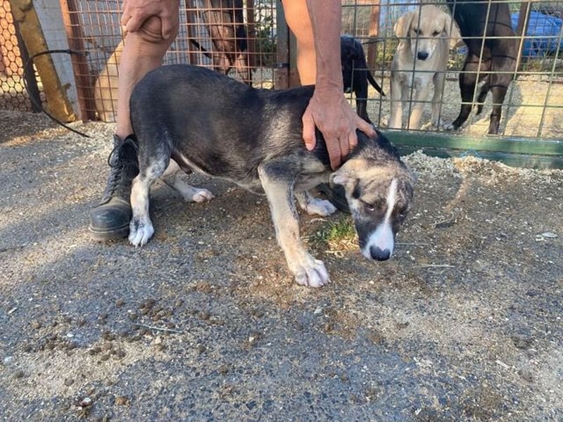 Nathan, aktiv und verspielt