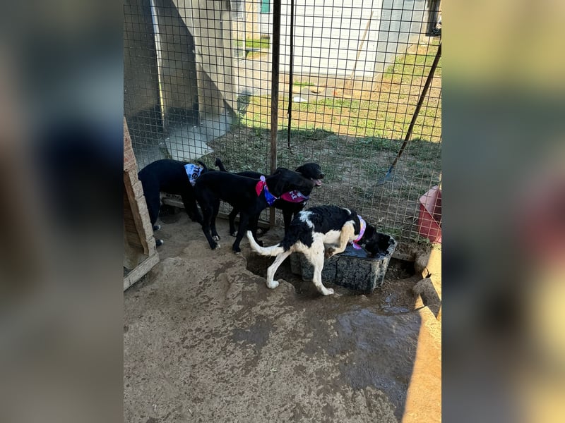 Vera, eine von vielen schwarzen Schnuckelmäusen