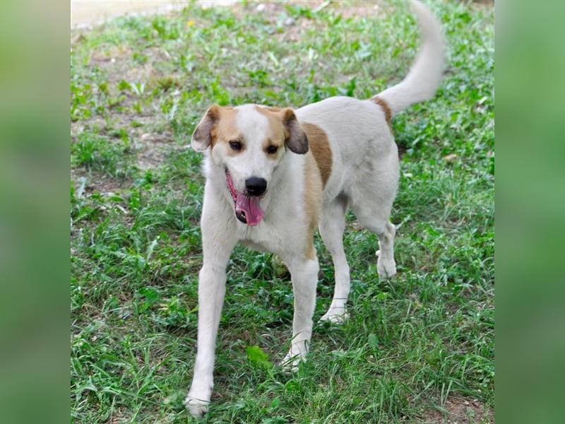 Simba- Mischlingshund sucht ein Zuhause/Pflegestelle