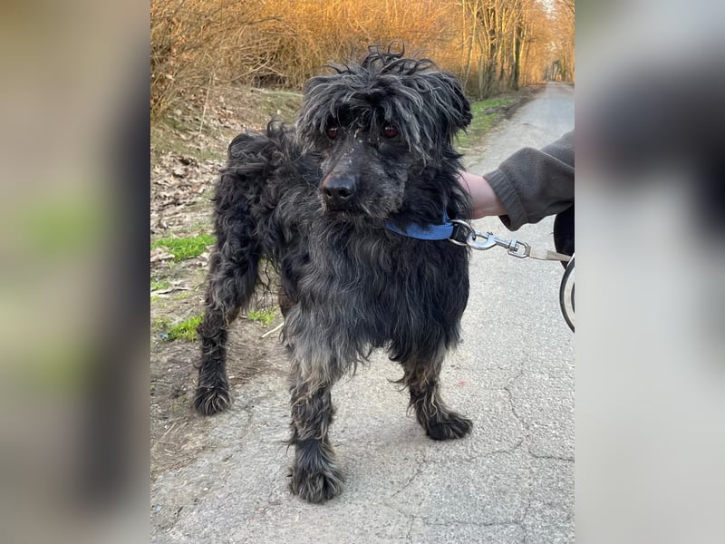 Shifu sucht souveräne Menschen