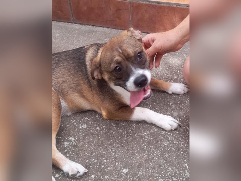 Holly, verspielt und niedlich