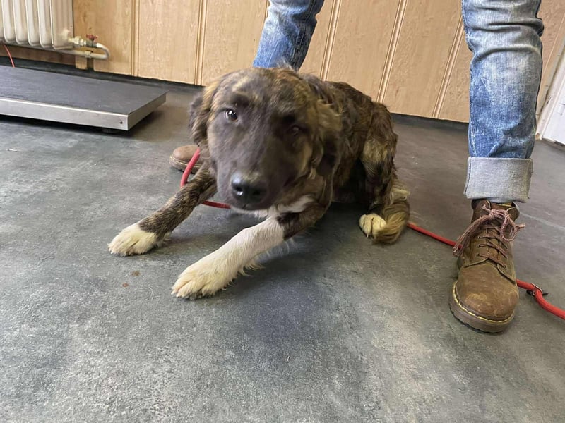 Dombi, junger Hund mit großem Herz