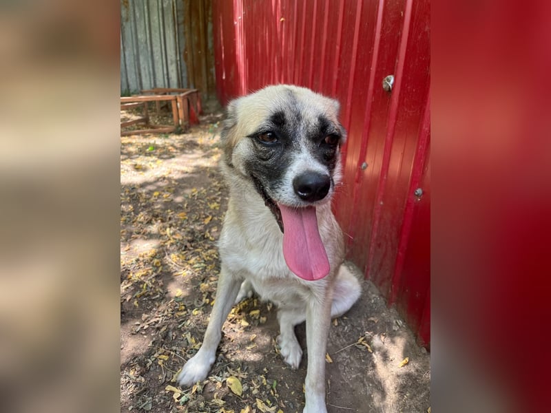 Safira, 2 ¾ -jähriges Mädchen, ca. kniehoch, freundlich, verspielt, offen