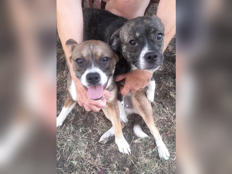 Holly, verspielt und niedlich