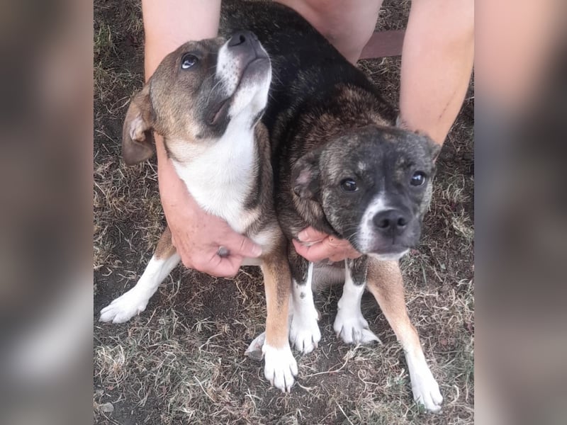 Holly, verspielt und niedlich