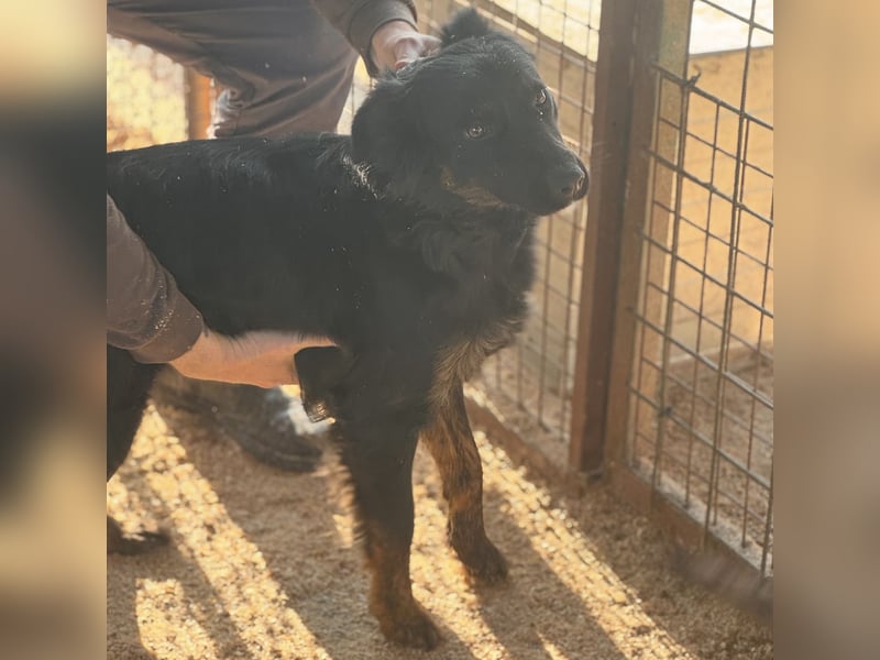 Liget, süße Hundemama sucht ihre Familie