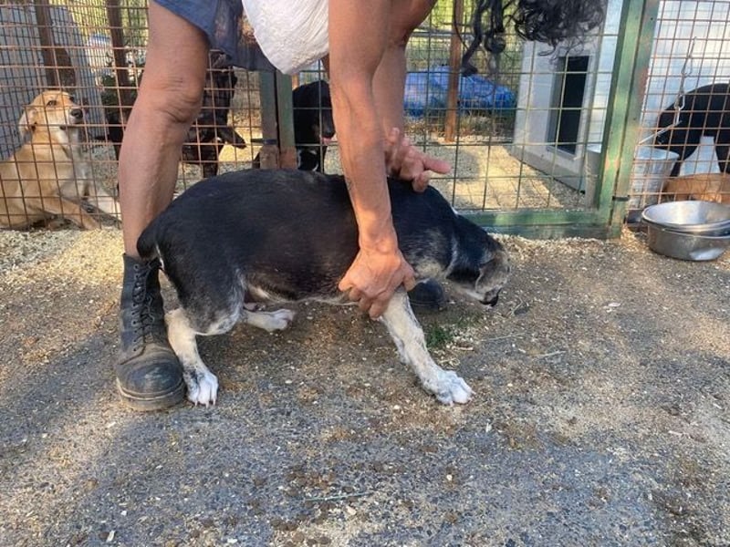 Nathan, aktiv und verspielt