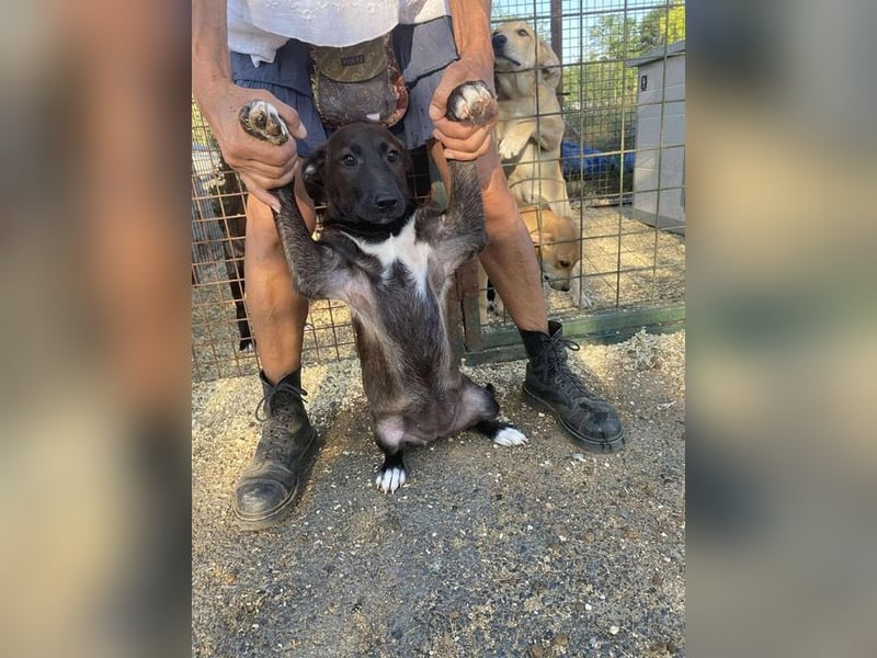 Nati, bildhübsches Hundemädchen