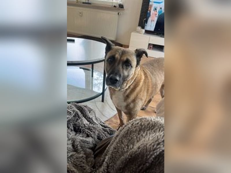 Pacco verliert unverschuldet sein liebevolles Zuhause