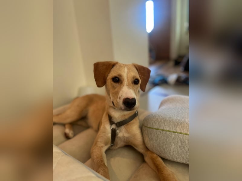 Ivy lebensfrohe Junghündin sucht ihr Zuhause
