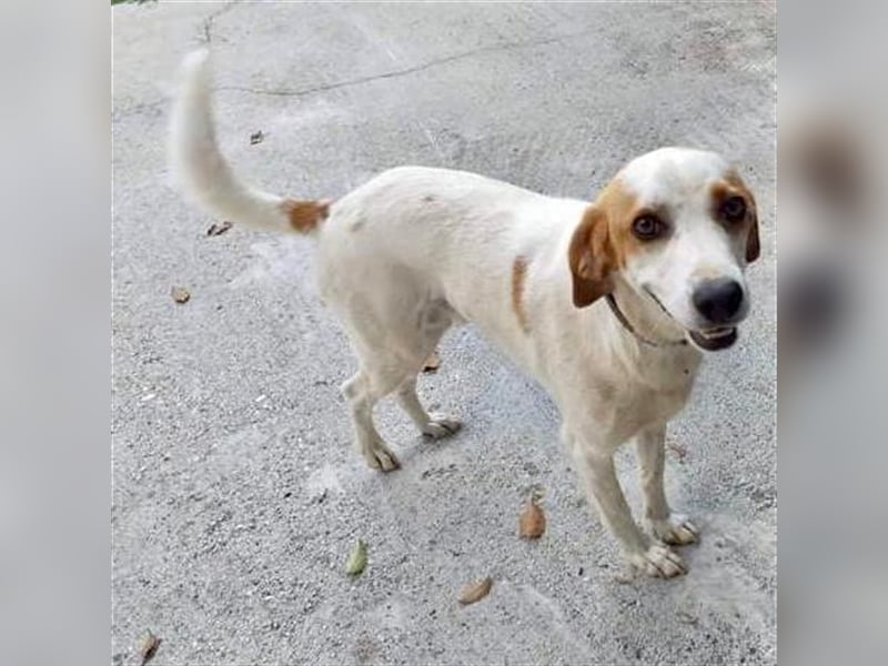 Lio- Mischlingshund sucht ein Zuhause/Pflegestelle