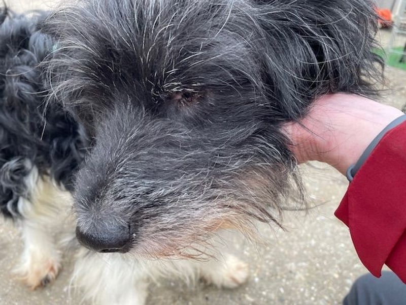 Pumpkin, fast blind und taub …Gnadenplatz gesucht