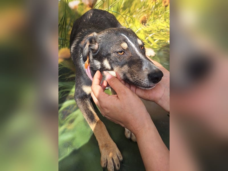 Nelly sucht ein zu Hause