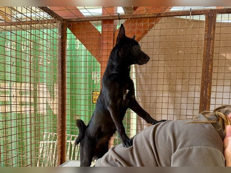 Sonic, kleiner aktiver Sonnenschein sucht…