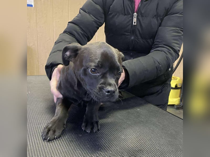 Lenda, kleine Bully-Mix Hündin sucht Traumzuhause