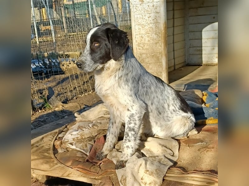 Timmy- Hirtenhund-/Jagdhund-Mischling