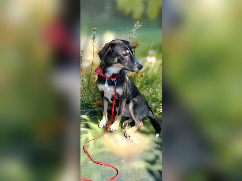 Nelly sucht ein zu Hause