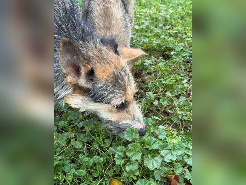 Ina, verspielt und freundlich