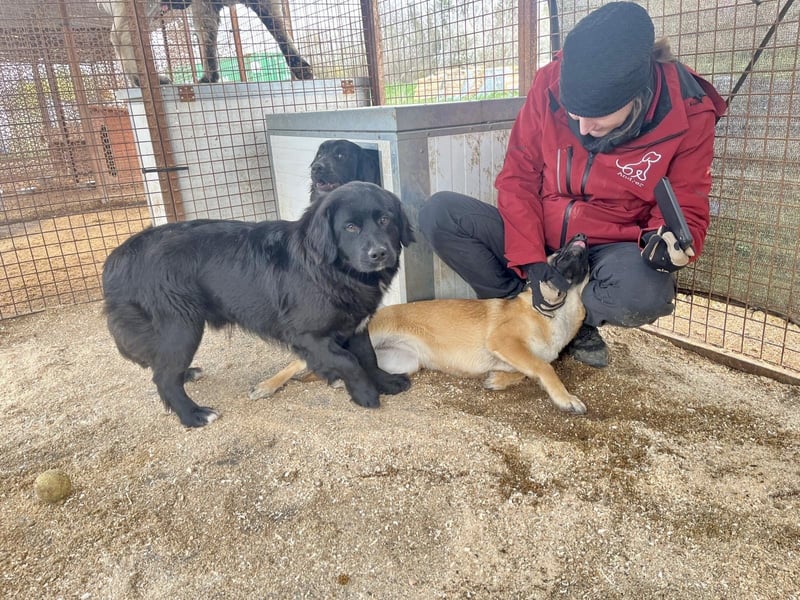 Lukretia sucht liebevolles Zuhause