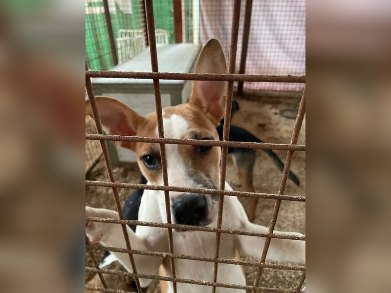 Tina, verspielt und freundlich. Vermittlung nur nach A/CH/NL oder SWE