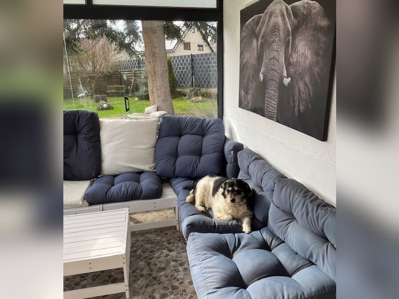 Foltina,Knutschkugel  darf auf der Pflegestelle in Zülpich besucht werden