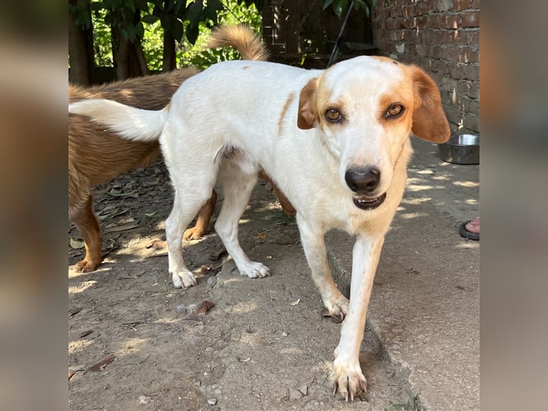 Lio- Mischlingshund sucht ein Zuhause/Pflegestelle