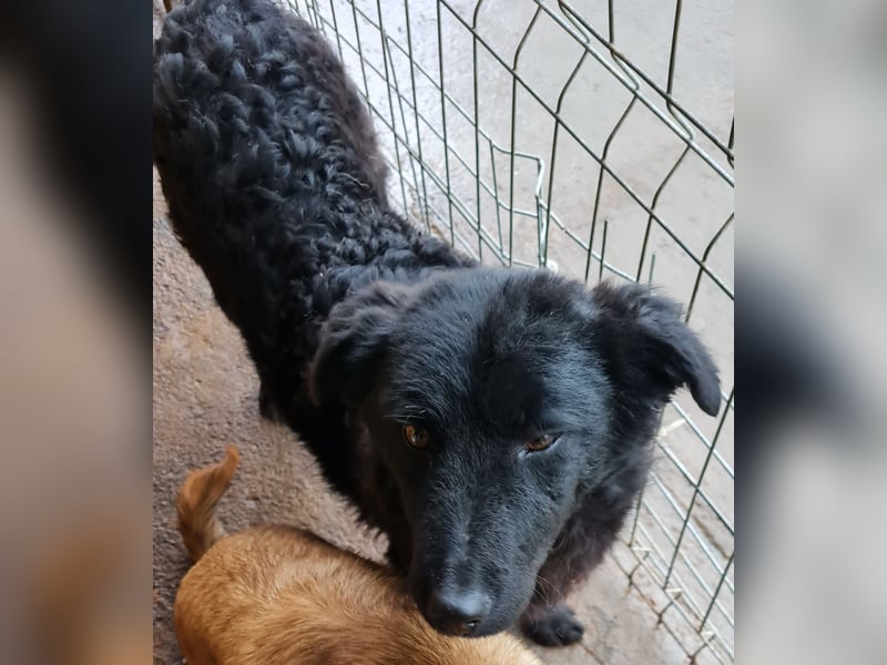 Micha, ein lernbegieriger Bub ,  kann in Deutschland auf seiner Pflegestelle besucht werden