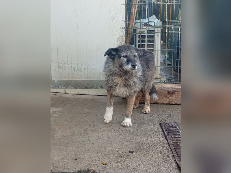  Sandra – sanfte Hündin sucht nach der Hölle ruhiges Zuhause 