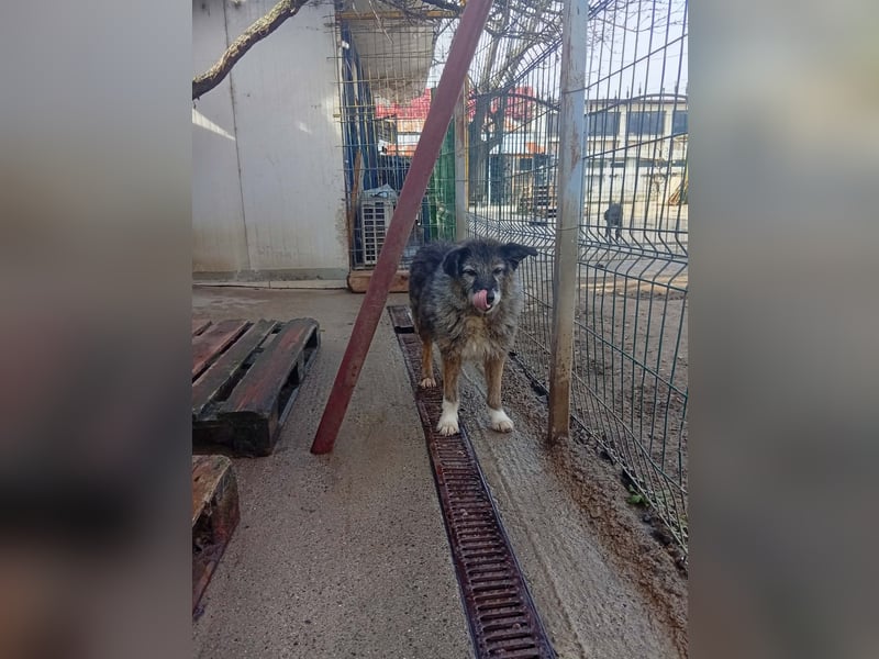  Sandra – sanfte Hündin sucht nach der Hölle ruhiges Zuhause 