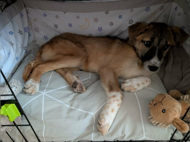 Lilly II - liebevolle Hündin mit großem Herzen sucht ihr Zuhause