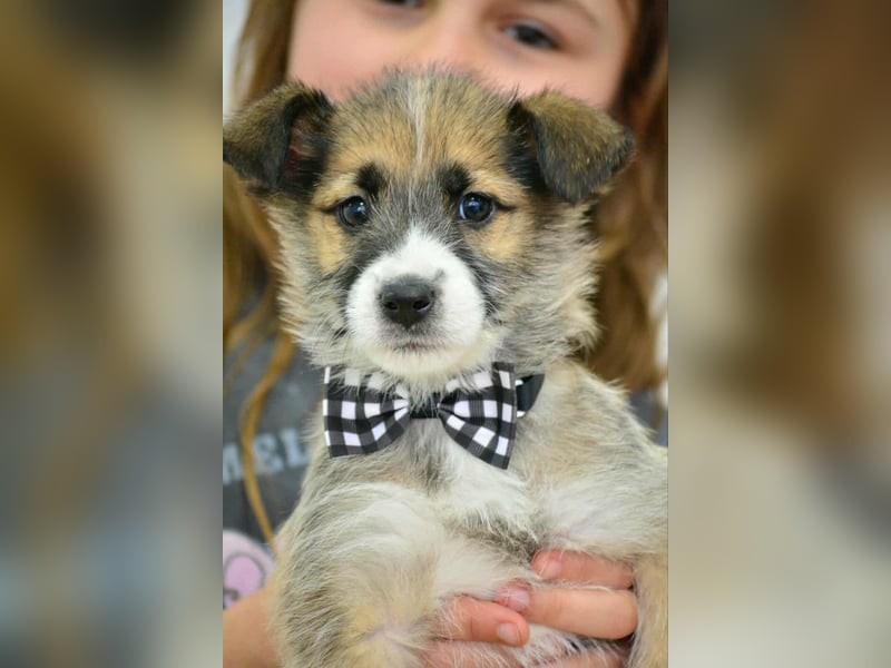 Quirliger Hunter sucht ein Zuhause