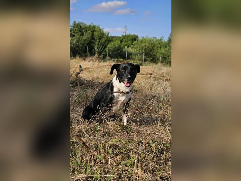 Phoebe - sanftes Hundemädchen sucht liebevolles Zuhause