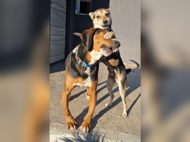  Bari – ein besonderer Schatz sucht sein Für-immer-Zuhause 