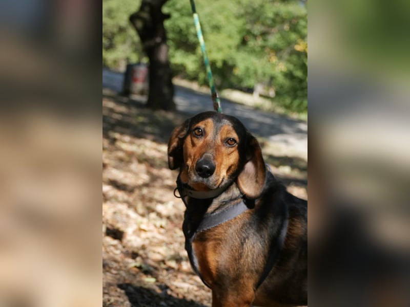 Dory - wartet nun schon so lange auf ihre Familie!