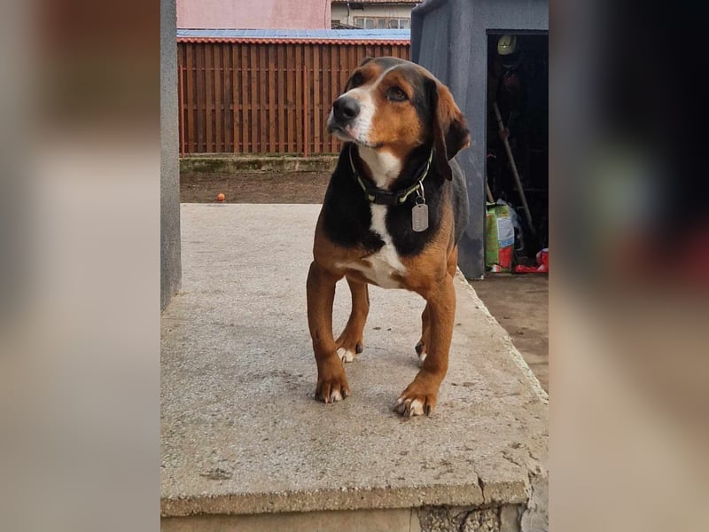  Bari – ein besonderer Schatz sucht sein Für-immer-Zuhause 