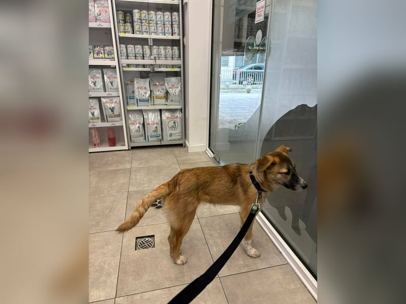 Lilly II - liebevolle Hündin mit großem Herzen sucht ihr Zuhause