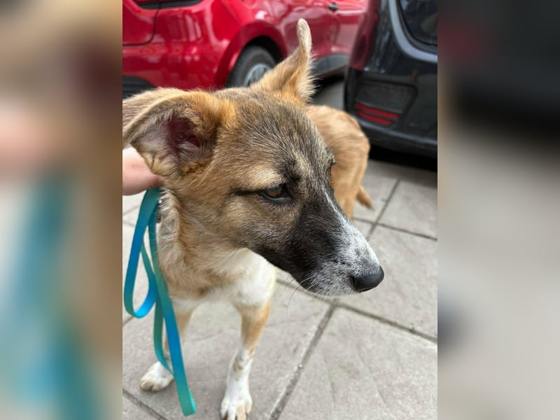 Lilly II - liebevolle Hündin mit großem Herzen sucht ihr Zuhause