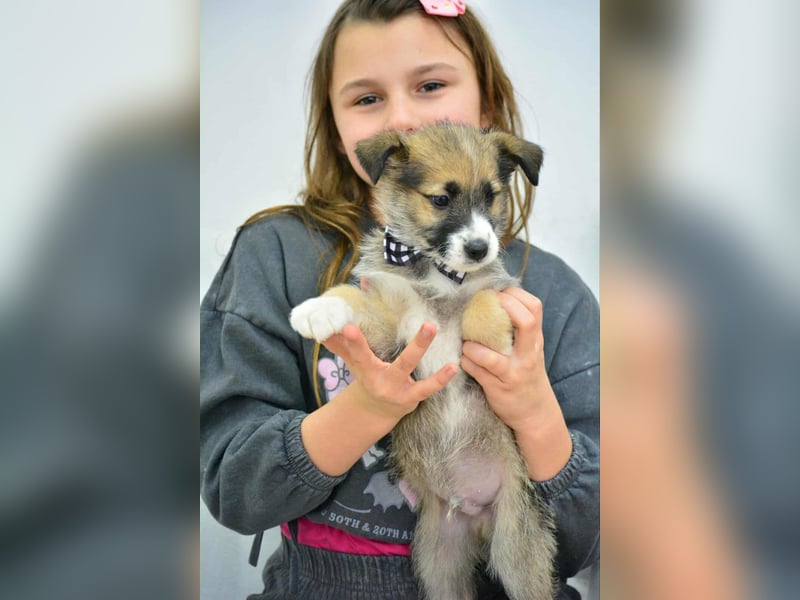 Quirliger Hunter sucht ein Zuhause