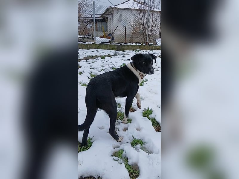 Phoebe - sanftes Hundemädchen sucht liebevolles Zuhause