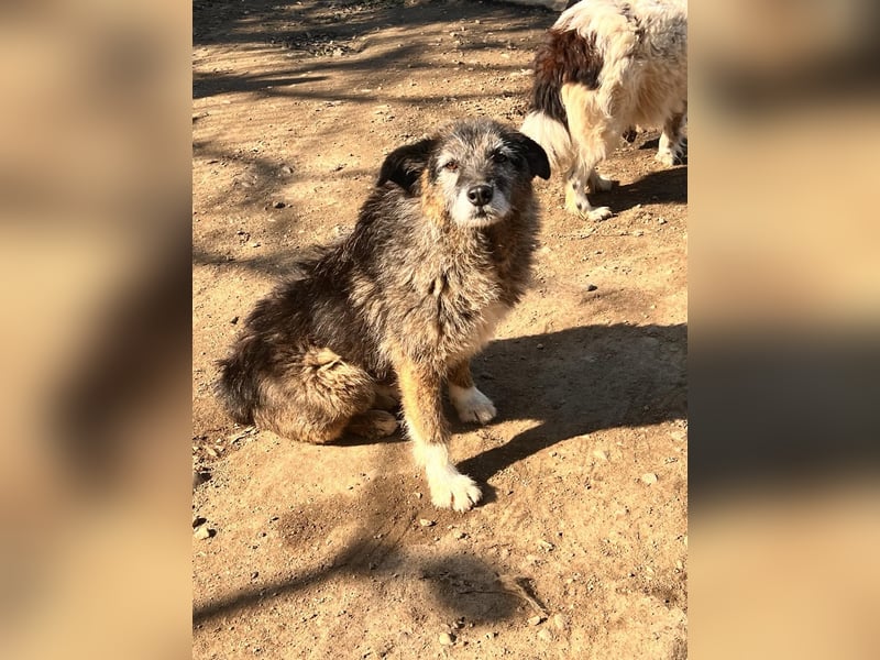  Sandra – sanfte Hündin sucht nach der Hölle ruhiges Zuhause 