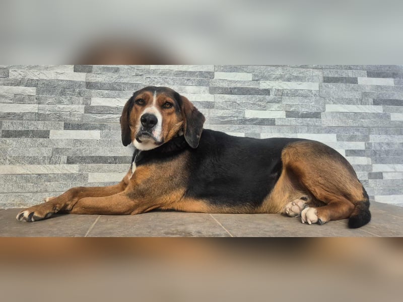  Bari – ein besonderer Schatz sucht sein Für-immer-Zuhause 