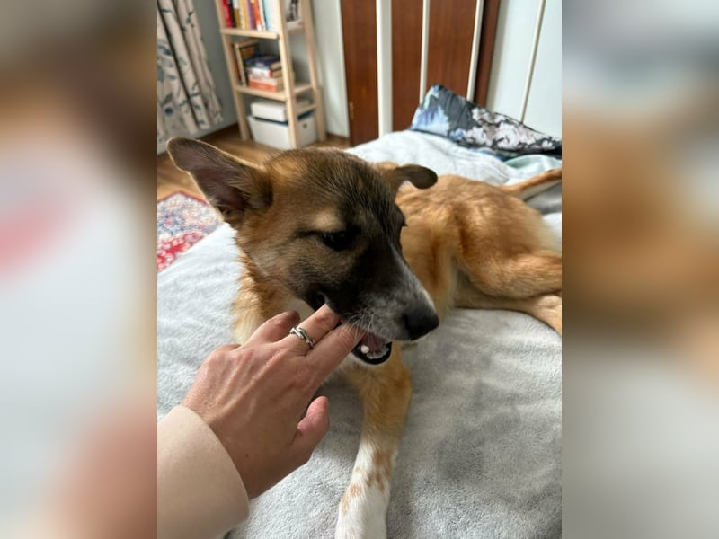 Lilly II - liebevolle Hündin mit großem Herzen sucht ihr Zuhause