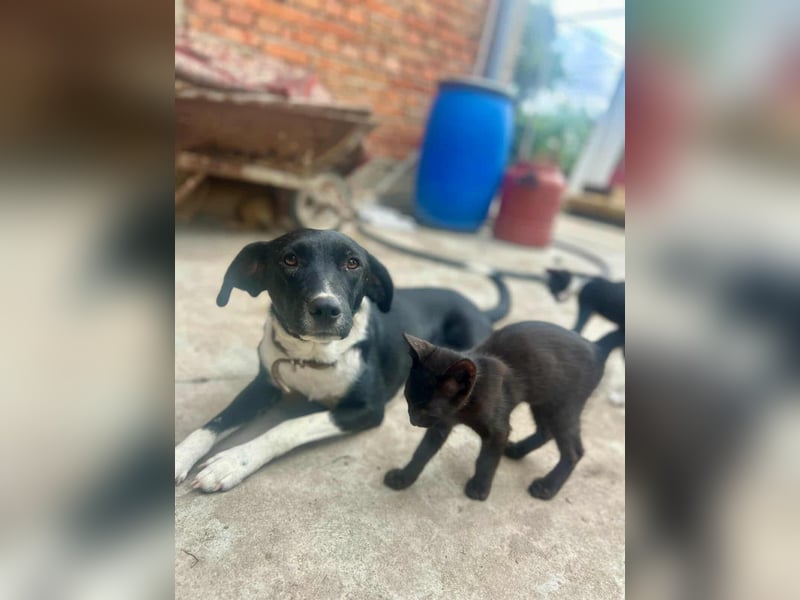 Phoebe - sanftes Hundemädchen sucht liebevolles Zuhause