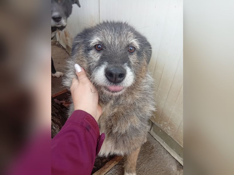  Sandra – sanfte Hündin sucht nach der Hölle ruhiges Zuhause 