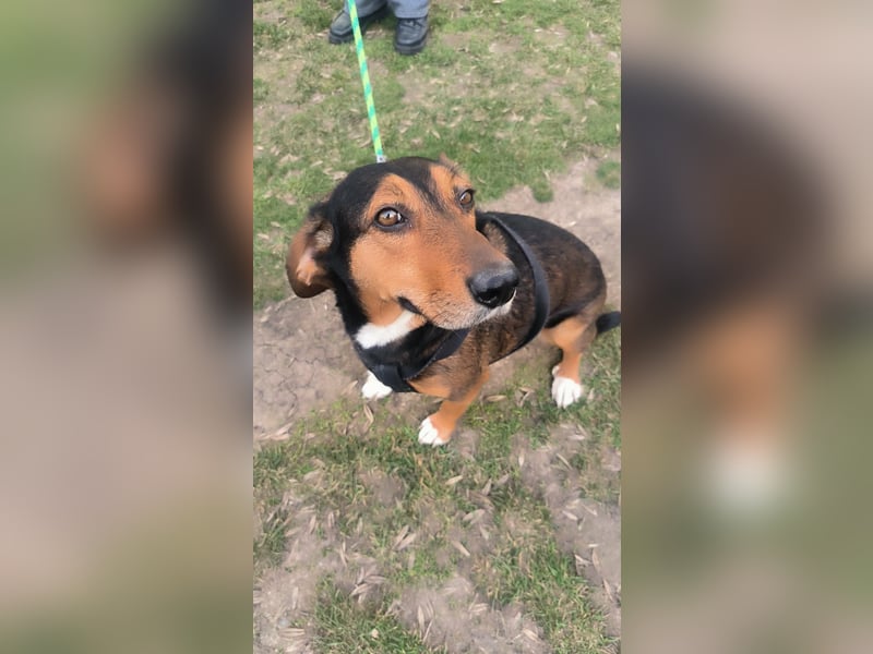 Dory - wartet nun schon so lange auf ihre Familie!